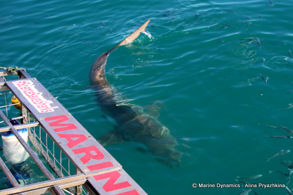Bronze whaler, Gansbaai, South Africa