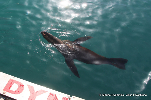 CApe fur seal