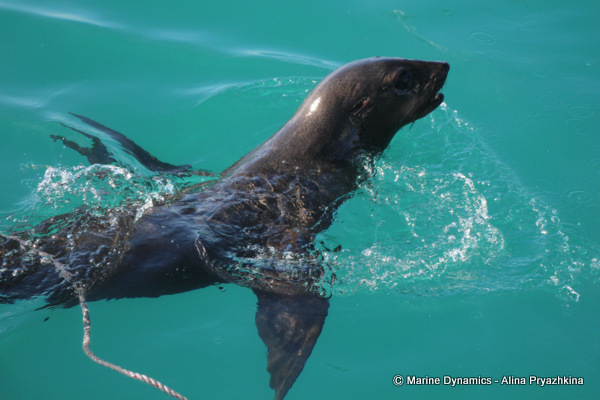 Cape fur seal