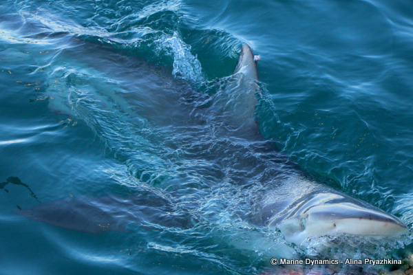 Bronze Whaler shark, South Africa