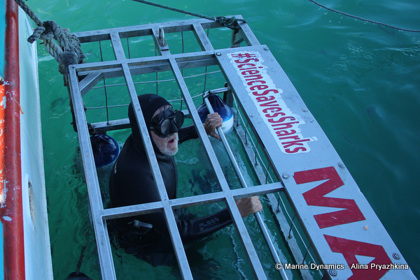 Shark Cage Diving, South Africa