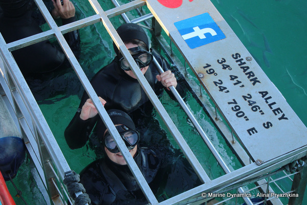 Shark Cage Diving, South Africa