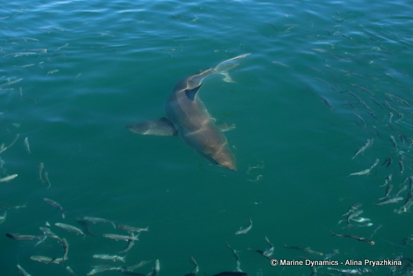 Great white shark, Gansbaai, South Africa
