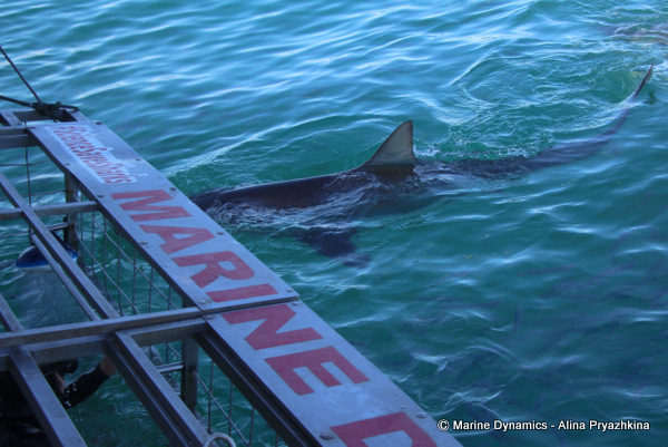 Bronze Whaler shark, South Africa