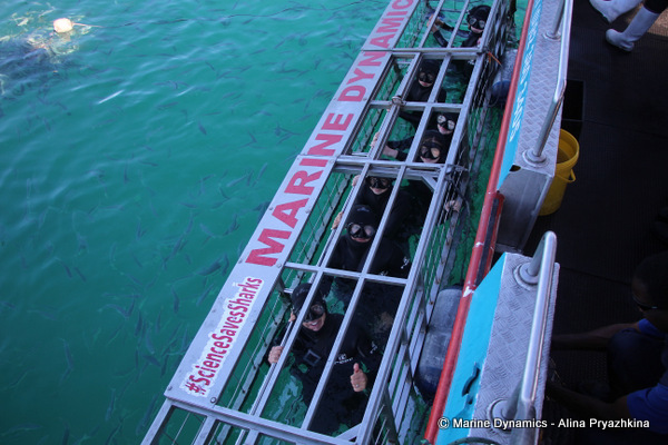 Shark Cage Diving, South Africa
