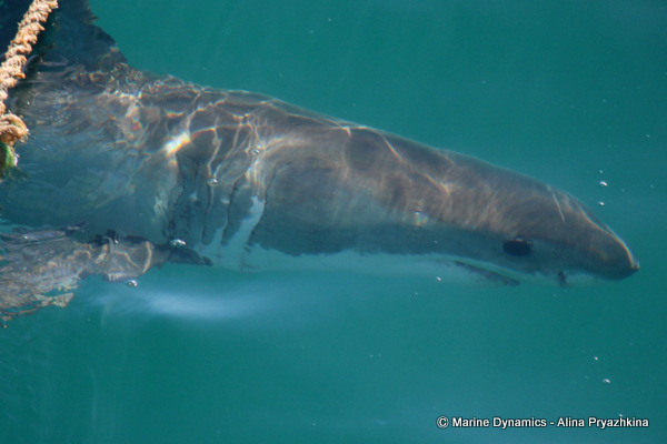 Great white shark, GAnsbaai, South Africa