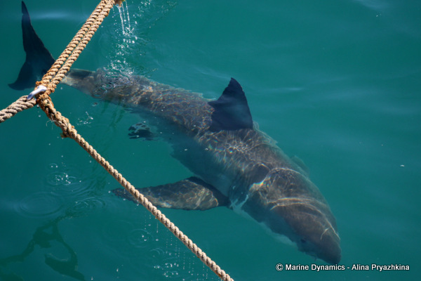 Great white shark, GAnsbaai, South Africa