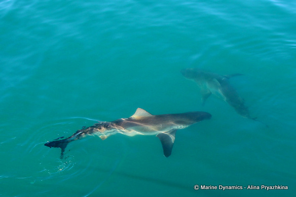 Bronze Whaler shark, South Africa