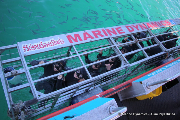 Shark Cage Diving, South Africa