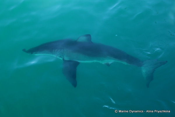 Great white shark, Gansbaai, South Africa