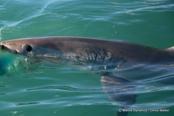Shark Cage Diving, Great White Shark