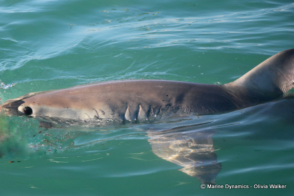 Shark Cage Diving, Great White Shark
