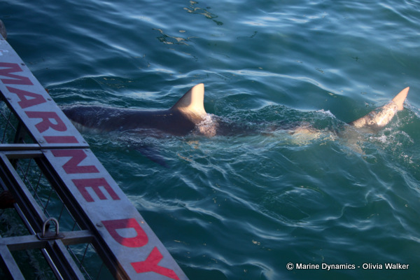 Shark Cage Diving, Bronze Whaler Shark