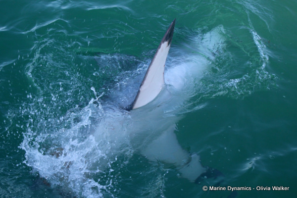 Shark Cage Diving, Great White Shark