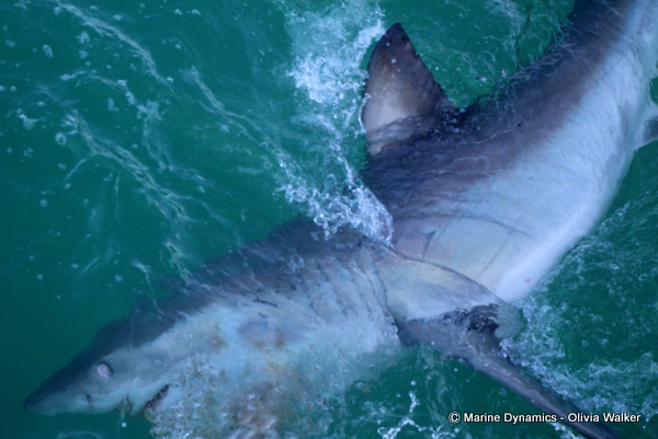 Shark Cage Diving, Great White Shark