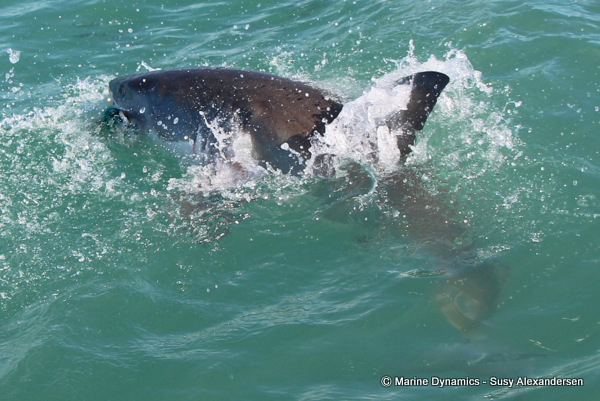 Great white shark