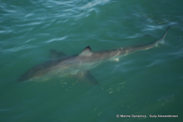 Great white shark