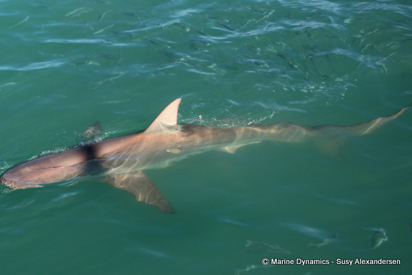 Bronze whaler shark