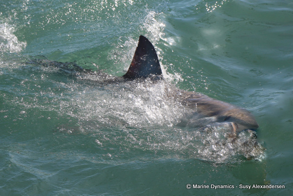 Great white shark