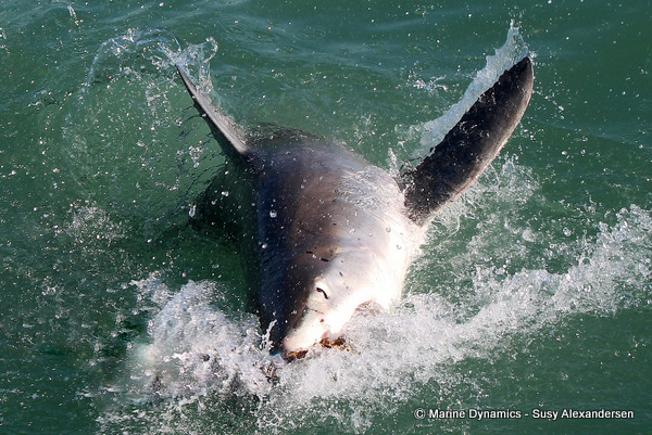 Great white shark