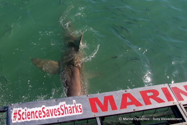 Bronze whaler shark