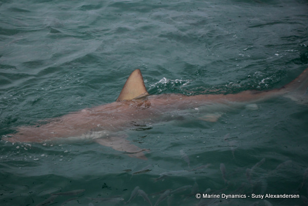 Bronze whaler shark