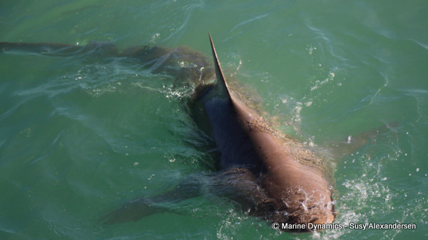 Bronze whaler shark