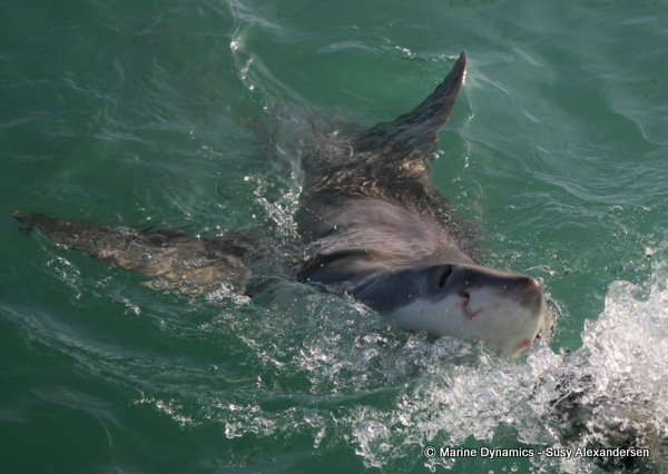 Great white shark