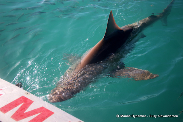 Bronze whaler shark