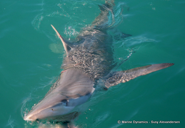 Bronze whaler shark