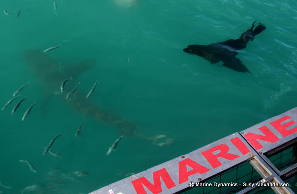 Bronze whaler shark