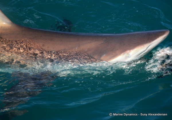 Bronze whaler shark