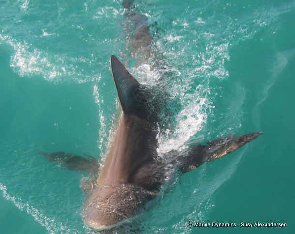 Bronze whaler shark