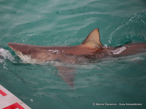Bronze whaler shark