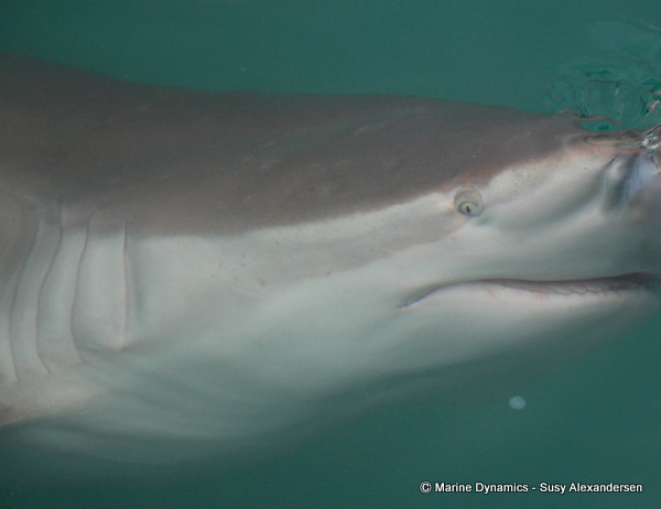 Bronze whaler shark