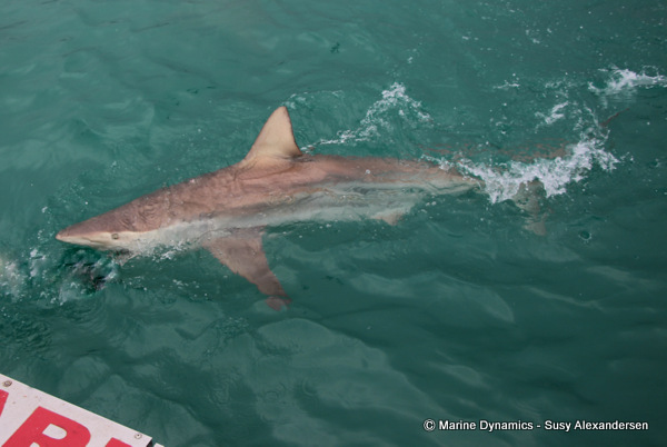 Bronze whaler shark