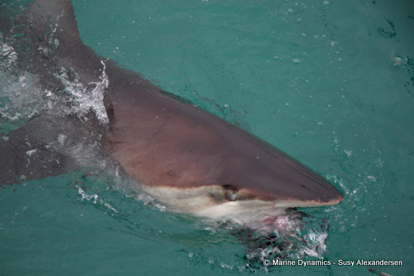 Bronze whaler shark