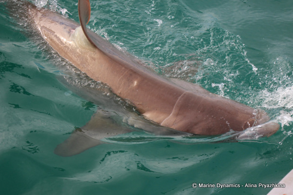 Bronze whaler, Gansbaai, South africa
