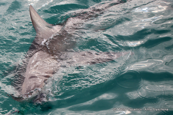 Bronze whaler, GAnsbaai, South Africa