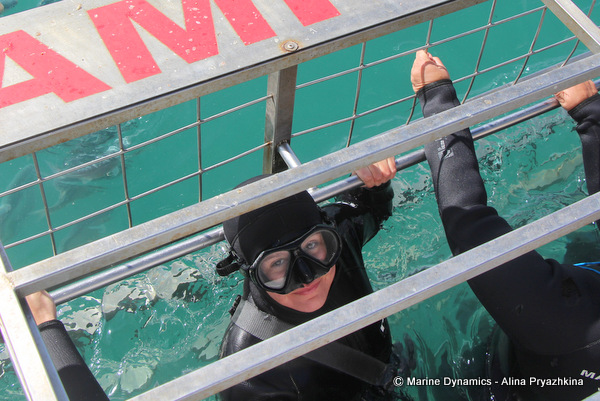 Shark cage diving, Gansbaai, South Africa