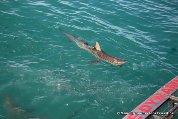Bronze whaler, Gansbaai, South Africa