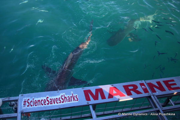 Bronze whaler, Gansbaai, South Africa