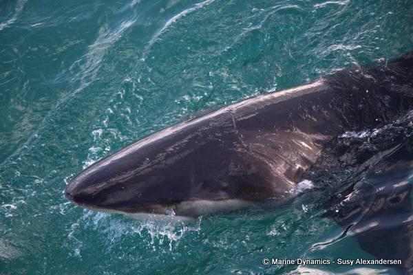 Bronze whaler shark