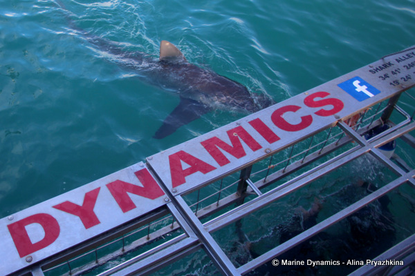 Bronze Whaler shark, South Africa
