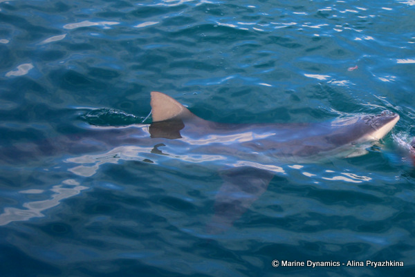 Bronze Whaler shark, South Africa