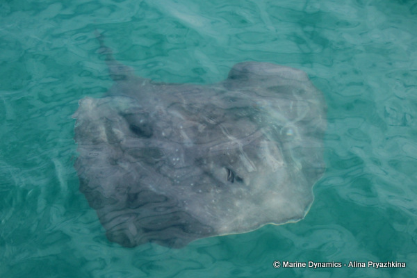 Short tail stingray