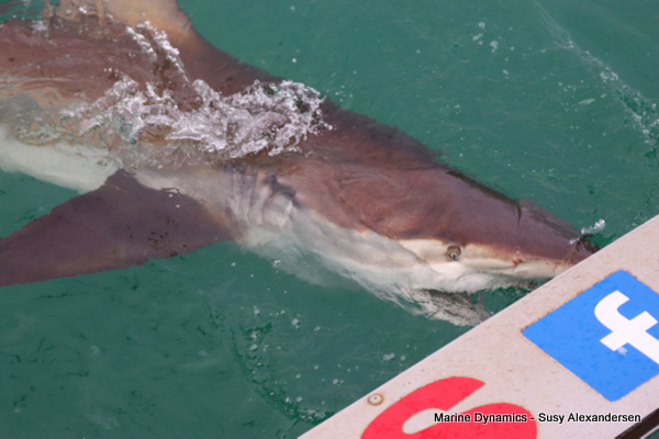 Bronze whaler, GAnsbaai, South Africa