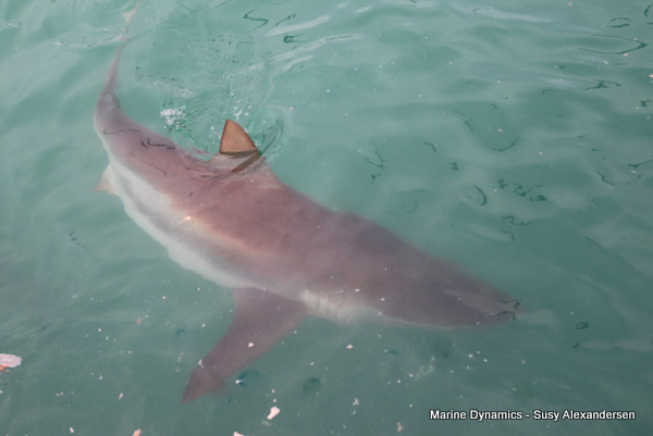 Bronze whaler, Gansbaai, South Africa