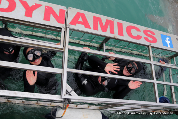 Shark cage diving, Gansbaai, South Africa