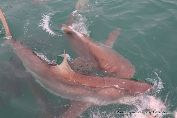 Bronze whaler, Gansbaai, South Africa